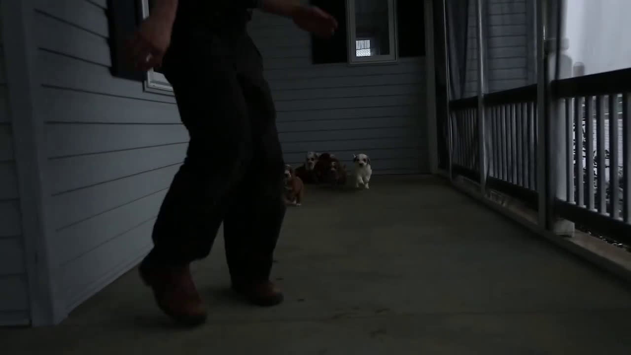 Mini Goldendoodle dogs for sale: Barbie - Video 1