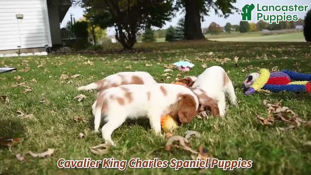 Cavalier King Charles Spaniel dogs for sale: Rhodes - Video 1