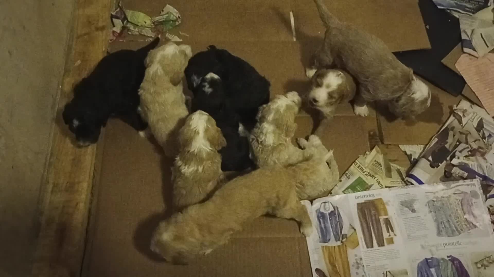 Mini Bernedoodle dogs for sale: Adele - Video 1