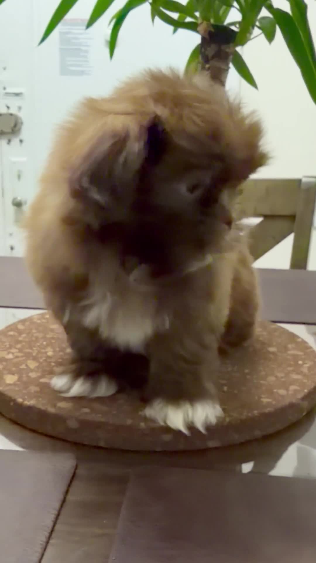 Shih Tzu dogs for sale: Charlie - Video 1