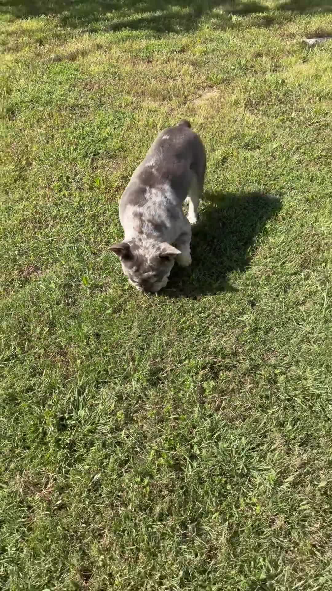 French Bulldog dogs for stud: Teddy | King Bleu  - Video 1