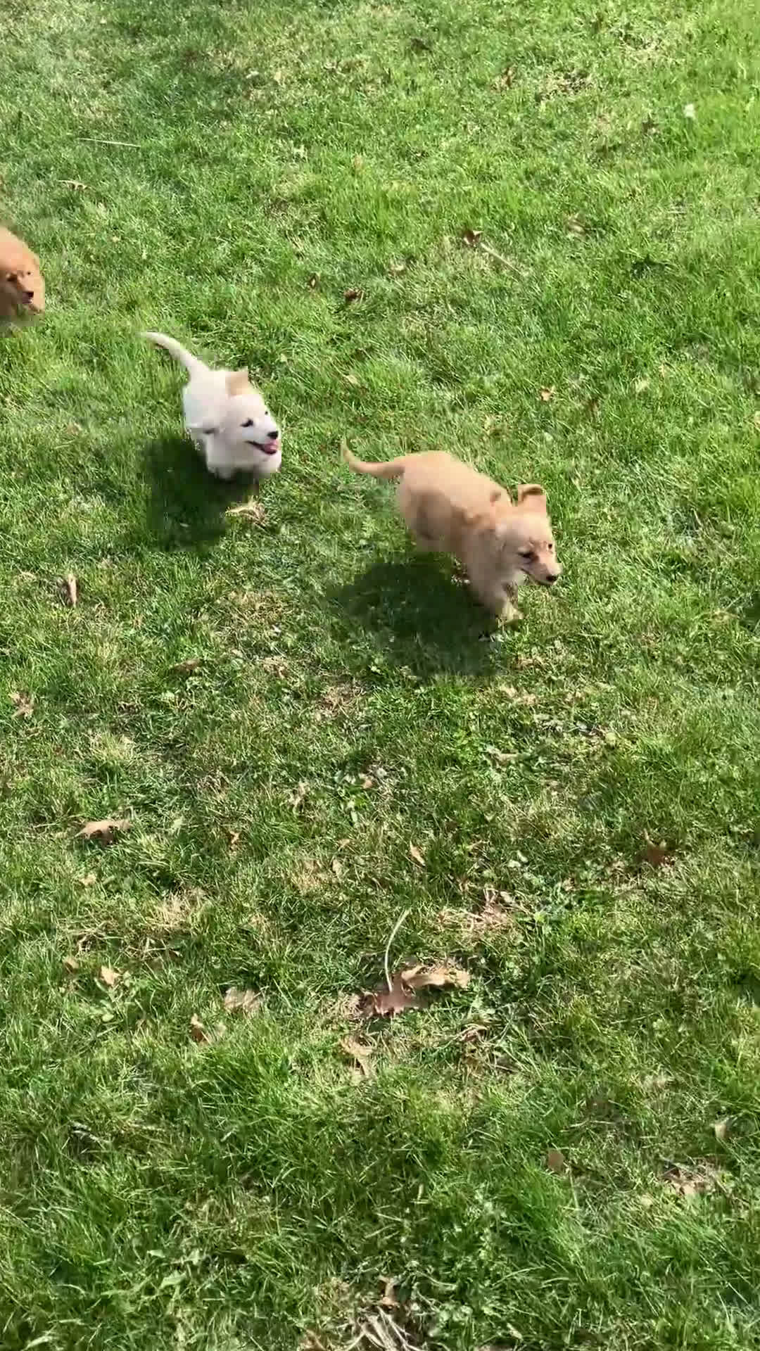 Miniature Dachshund dogs for sale: BABY KIWI OF SAINT CLOVERVILLE - Video 1