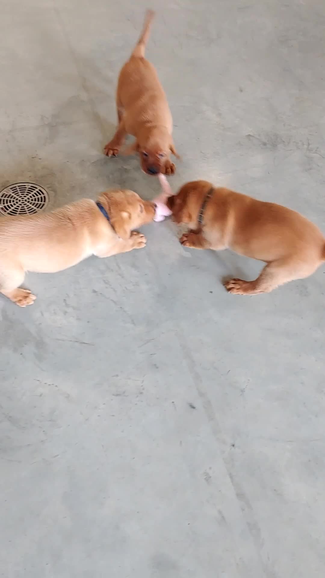 Labrador Retriever dogs for sale: Jack - Video 1