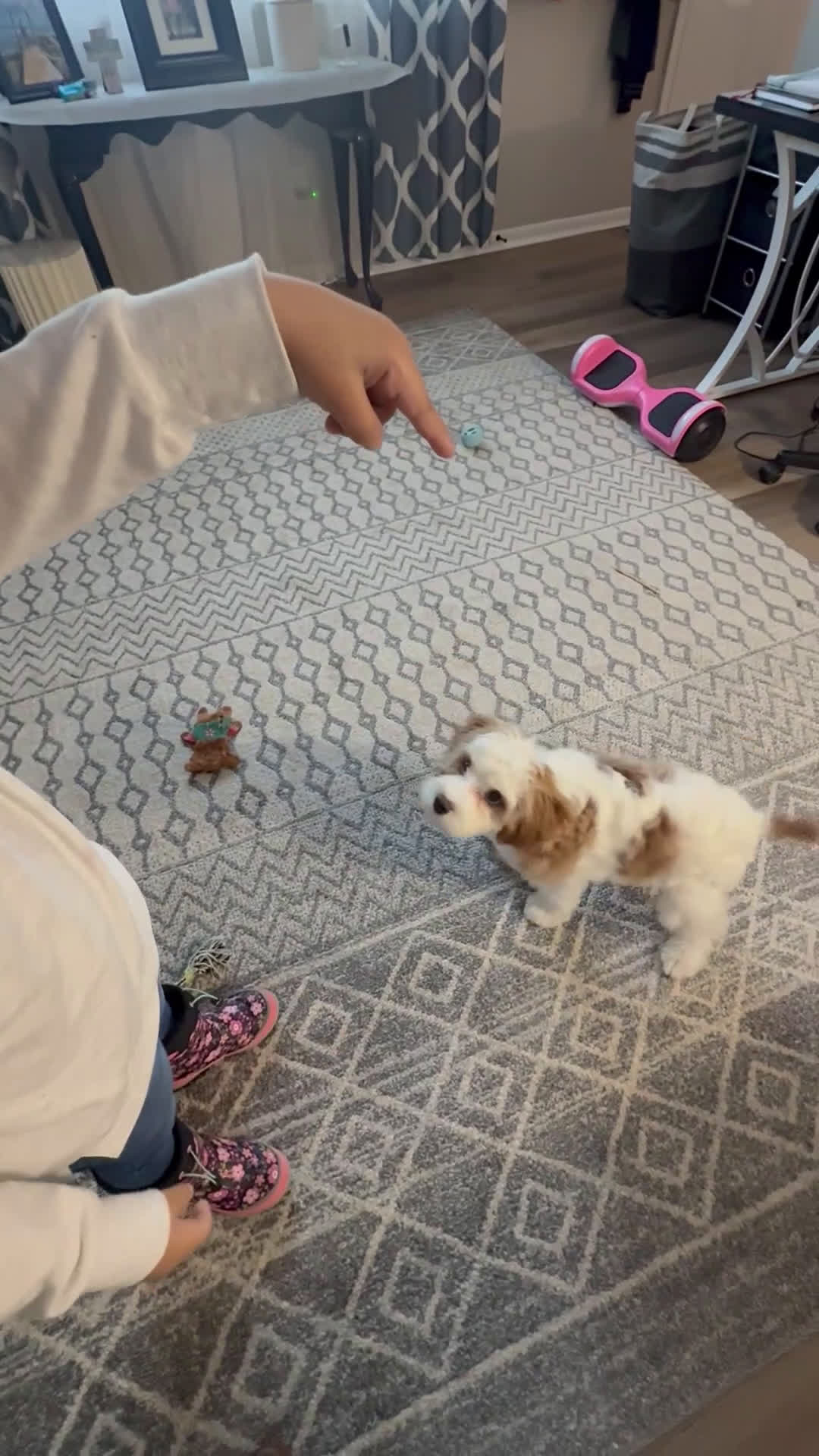 Cavapoo dogs for sale: Cavapoo Puppy 1 - Video 1