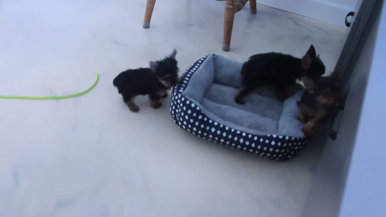 Yorkshire Terrier dogs for sale: Angie - Video 1
