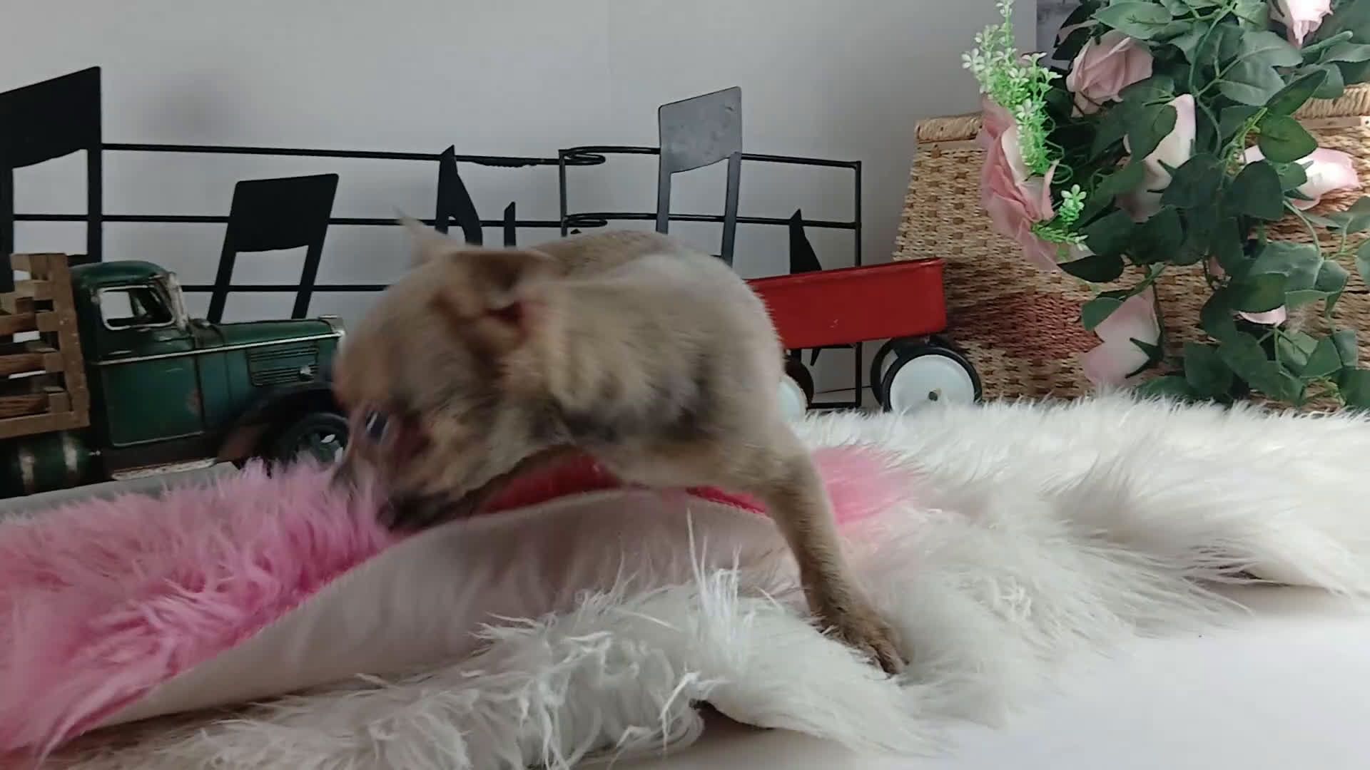 Chihuahua dogs for sale: Sparkles Brindle girl,  Nationwide delivery  - Video 1