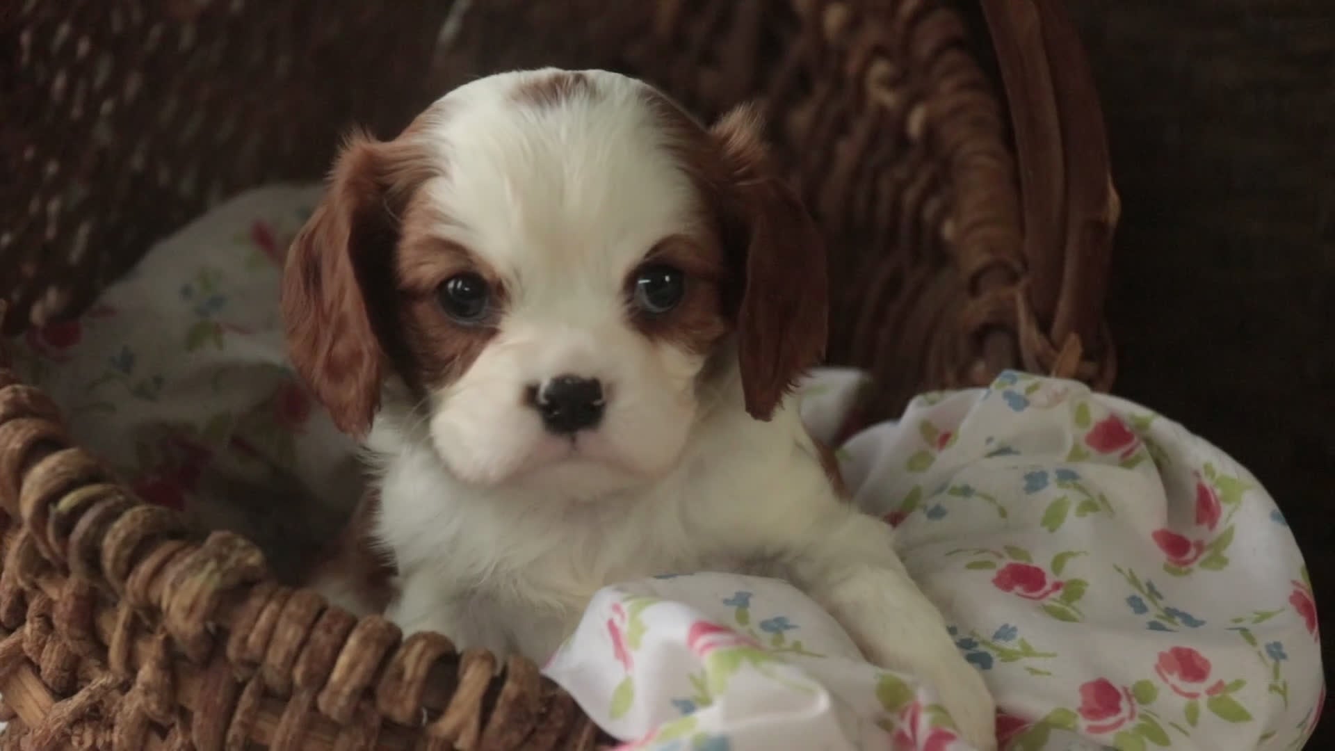 Cavalier King Charles Spaniel dogs for sale: Dandelion - Video 1
