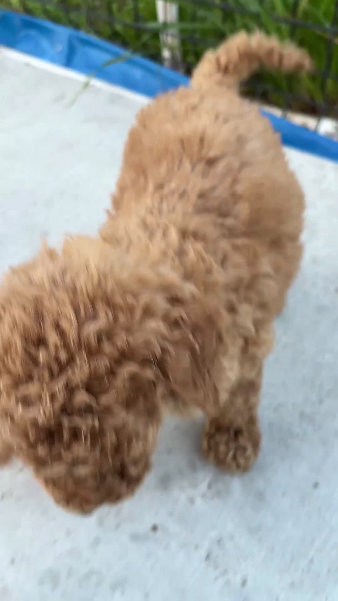 Standard Poodle dogs for sale: Eden - Video 1