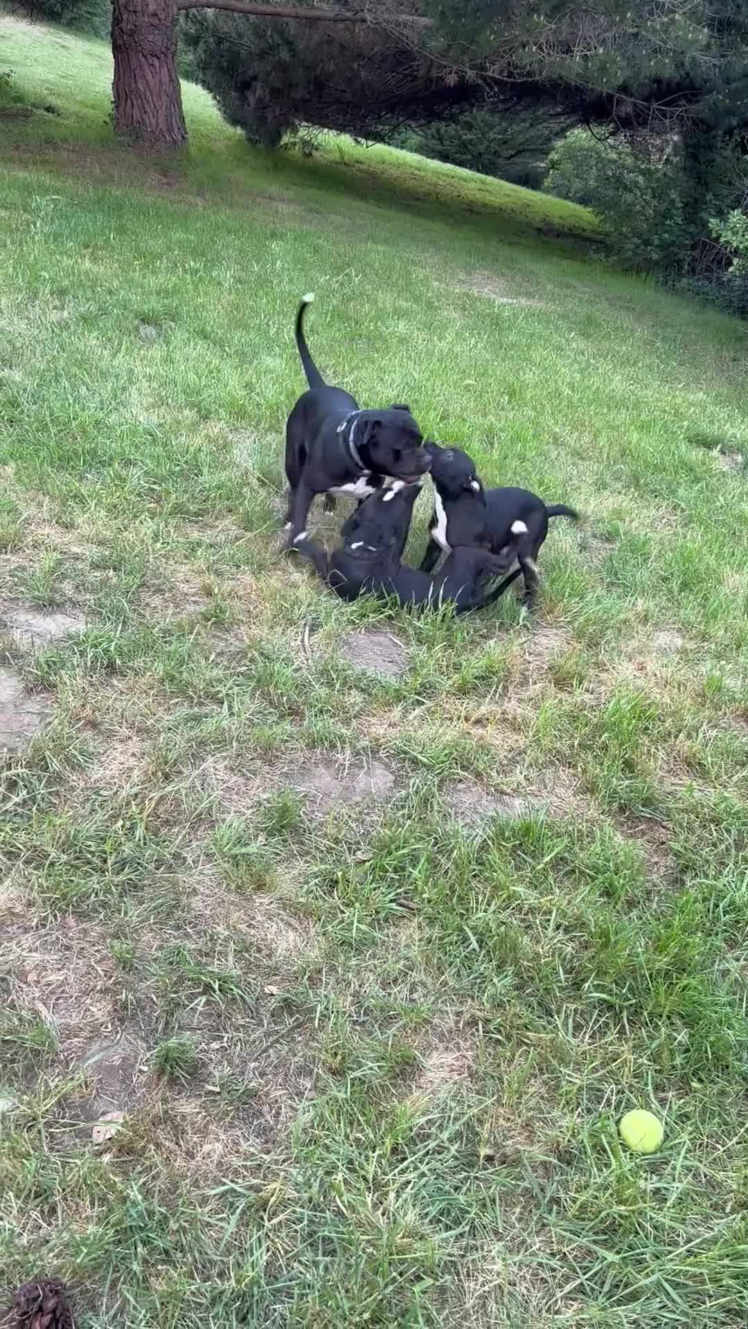 American Pit Bull Terrier dogs for sale: Taz - Video 1