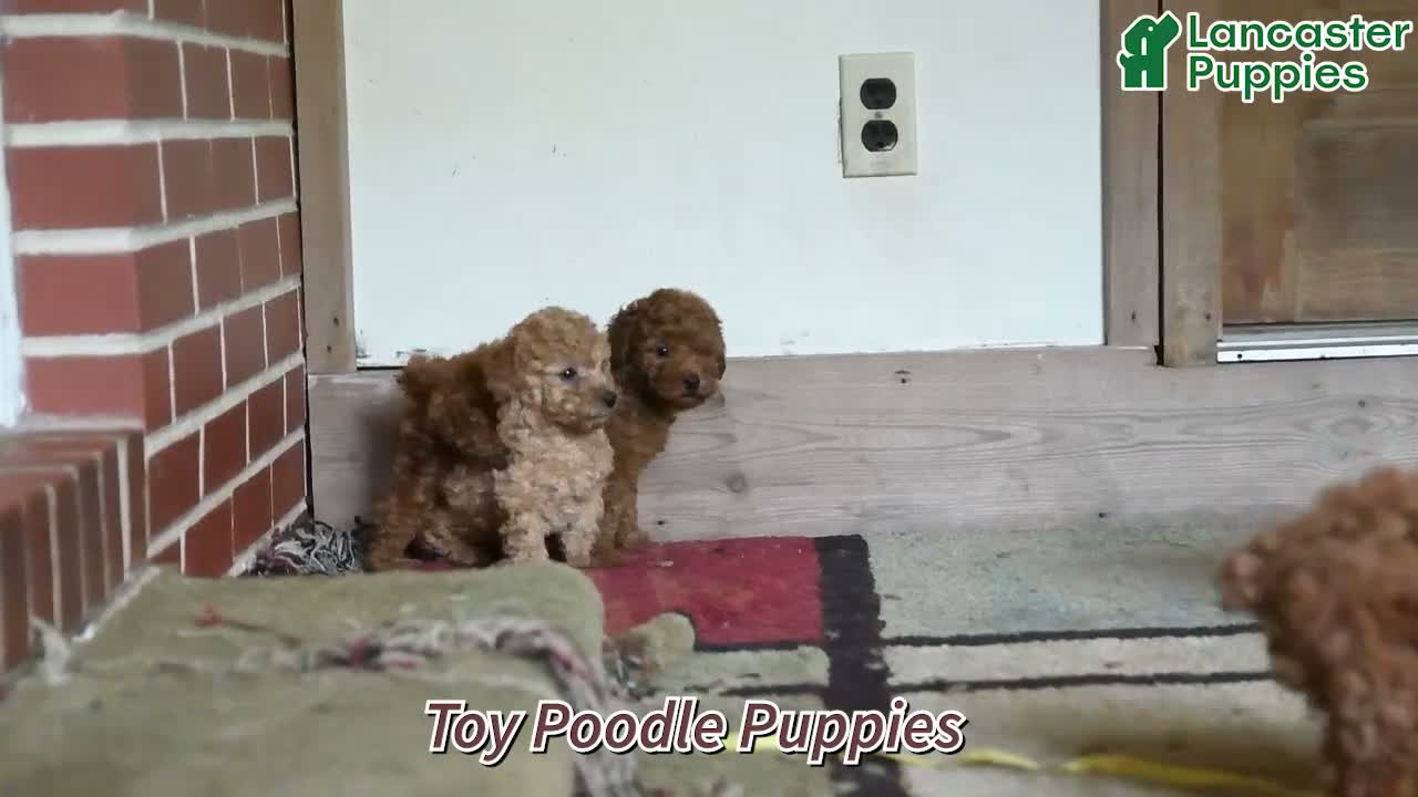 Toy Poodle dogs for sale: Toby - Video 1