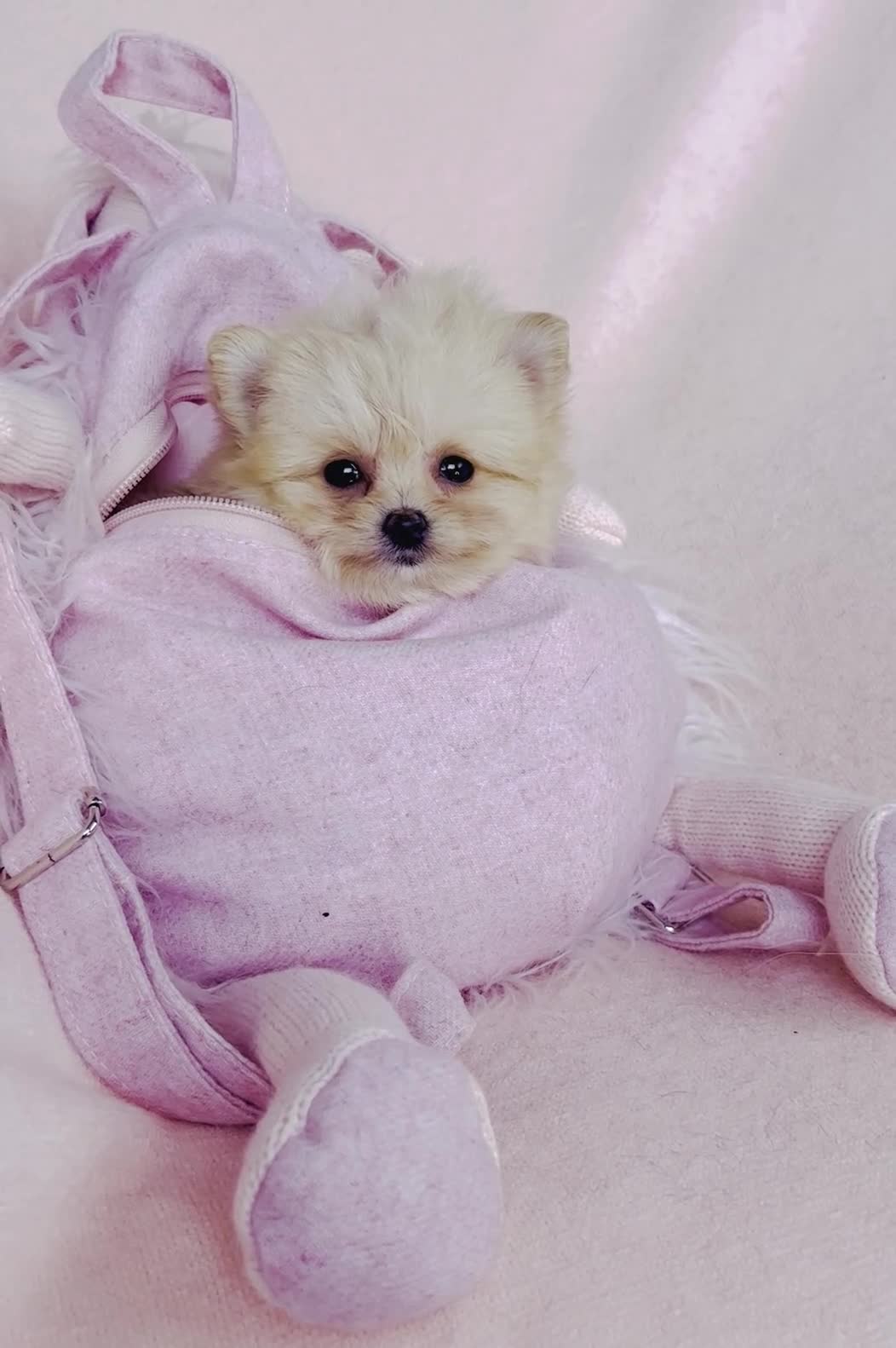Pomeranian dogs for sale: Teacup  Pomeranian 1 - Video 1