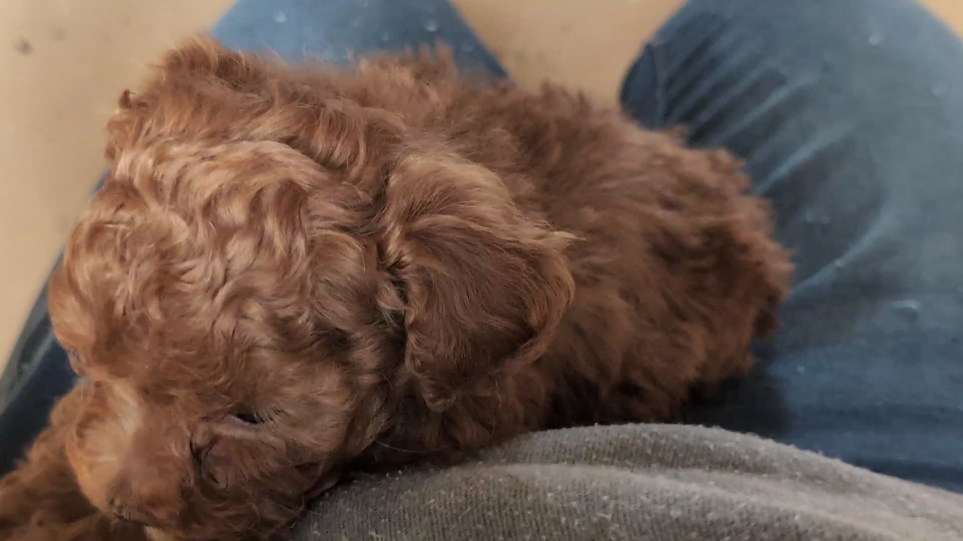 Miniature Poodle dogs for sale: Kensey - Video 1