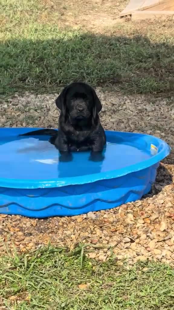 Labrador Retriever dogs for sale: Green Collar Male - Video 1