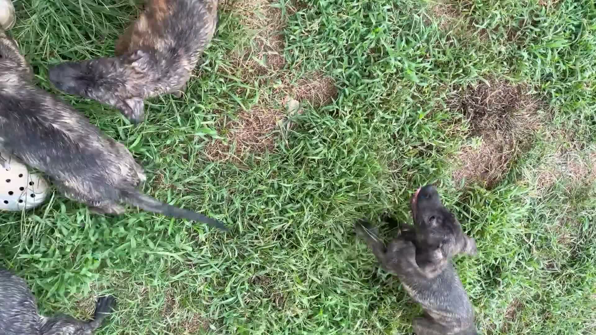 Mixed Breed dogs for sale: Mixed Breed 1 - Video 1