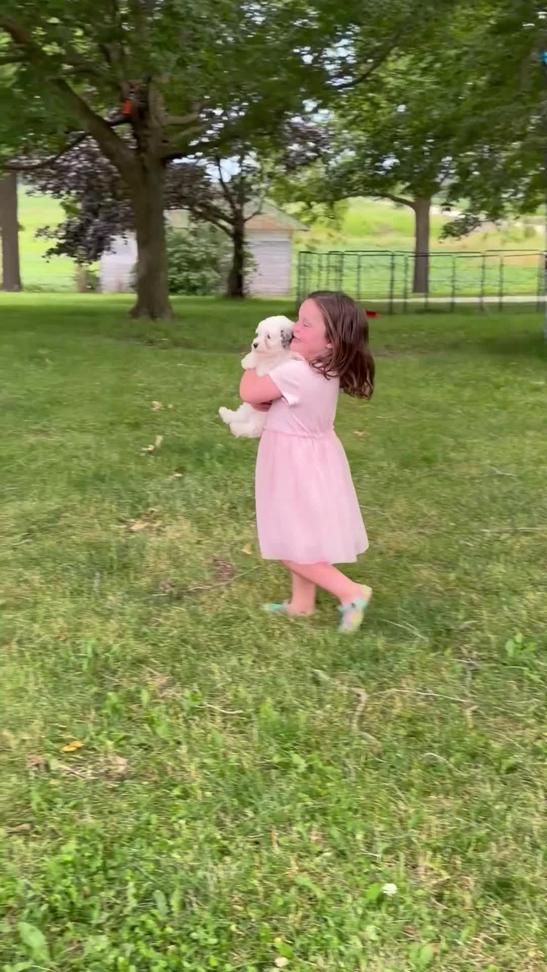Cavapoo dogs for sale: Calvin - F1b  - Video 3