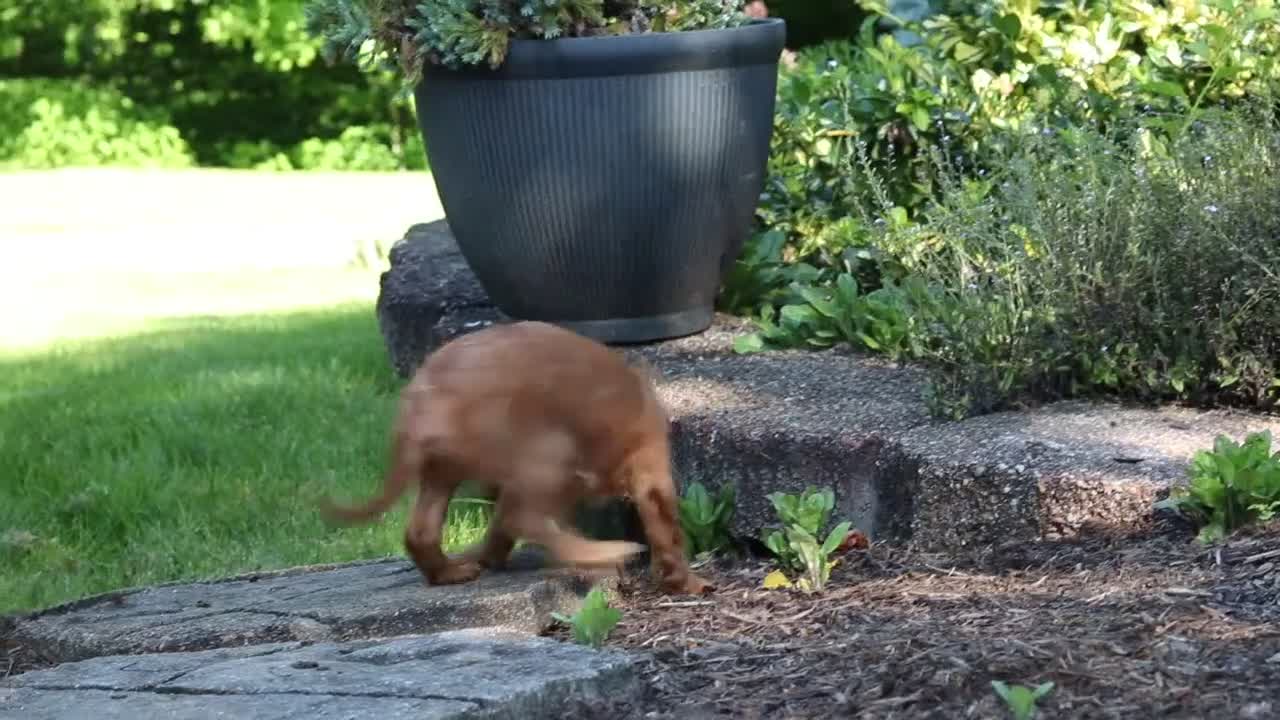 Cavalier King Charles Spaniel dogs for sale: Mr. Bentley - Video 1