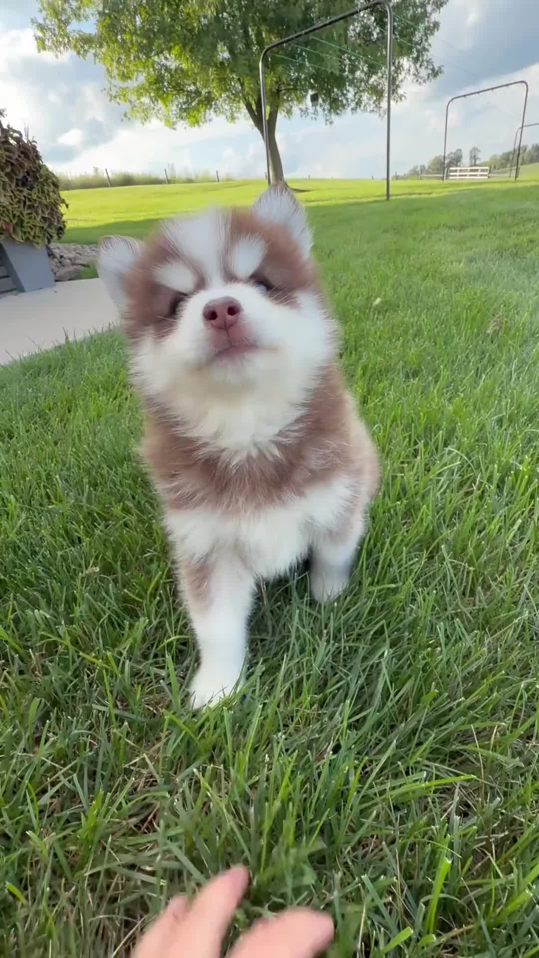 Pomsky dogs for sale: Felix - Video 1