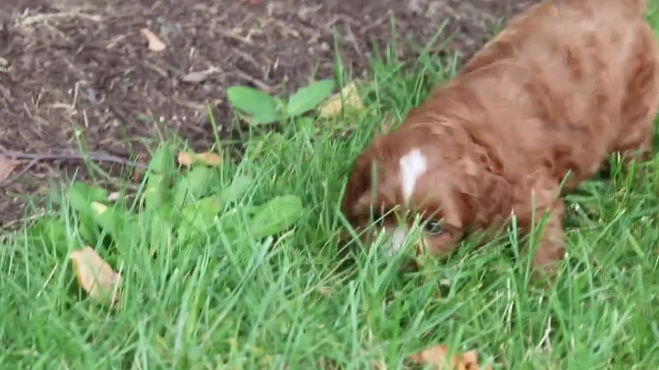 Cavapoo dogs for sale: Autumn - Video 1