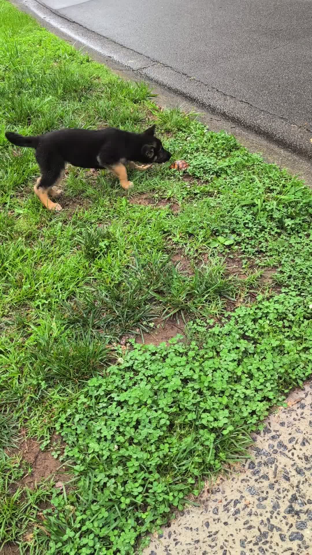 German Shepherd dogs for sale: Cyrus - Video 1