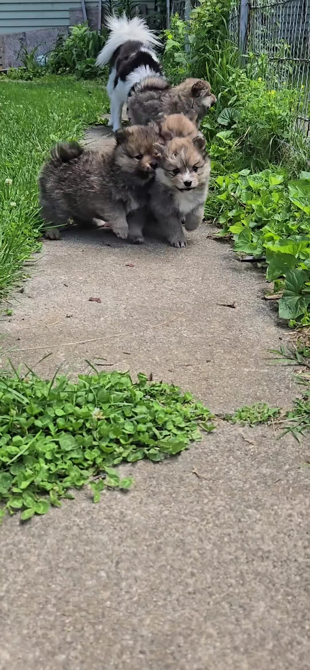 Pomsky dogs for sale: Pomsky Puppy 2 - Video 1