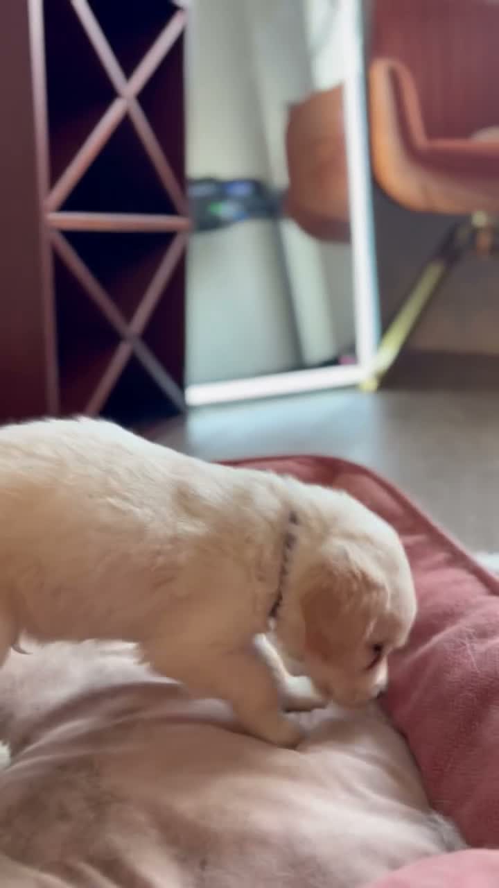 Mixed Breed dogs for sale: Hawk - Video 2