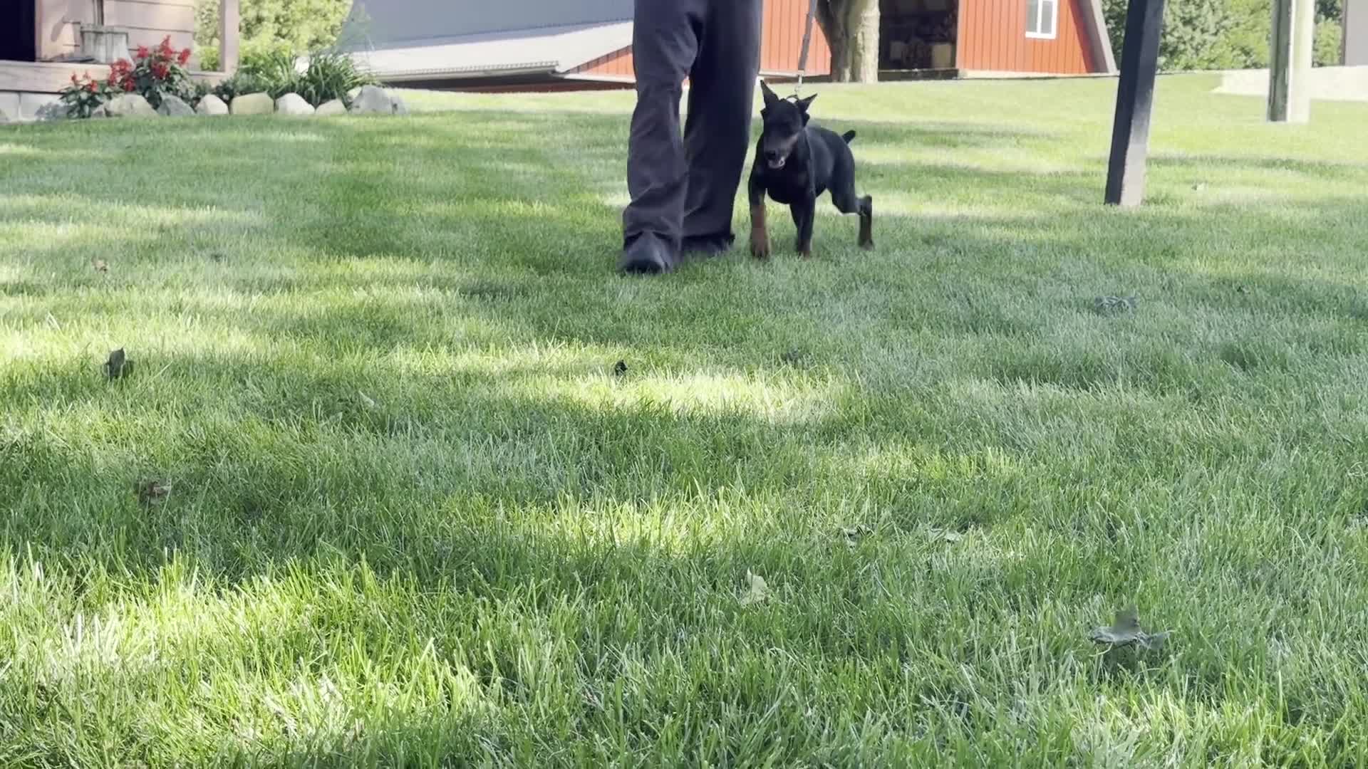 Doberman Pinscher dogs for sale: Zelda - Video 1