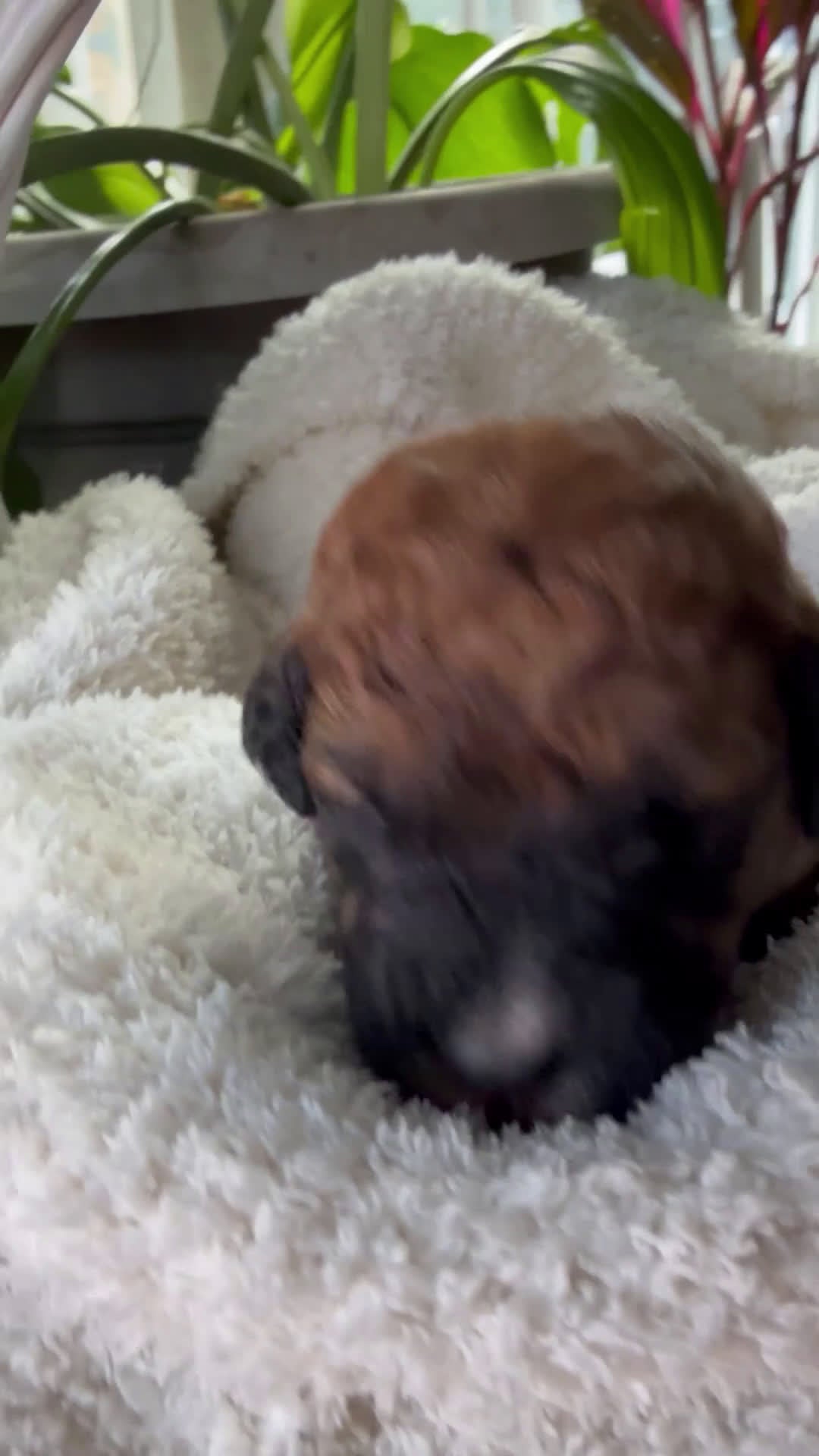 Mixed Breed dogs for sale: Brownie - Video 1