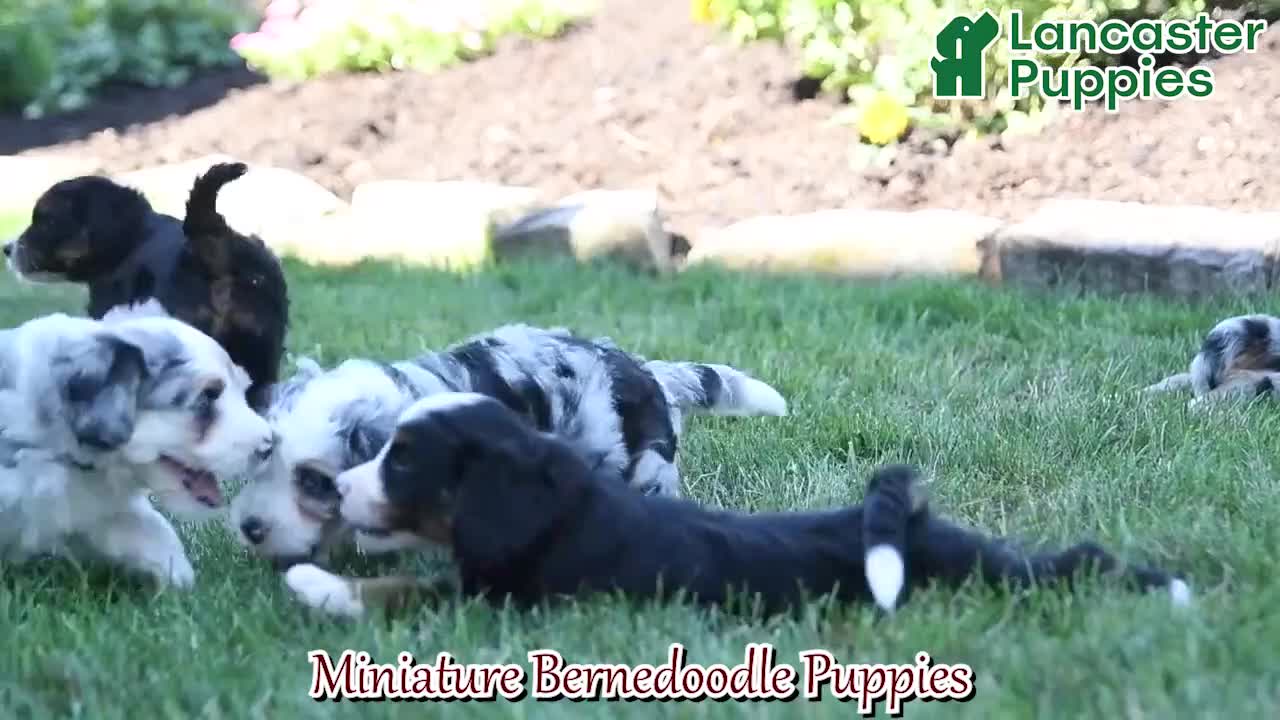 Mini Bernedoodle dogs for sale: Lucky - Video 1