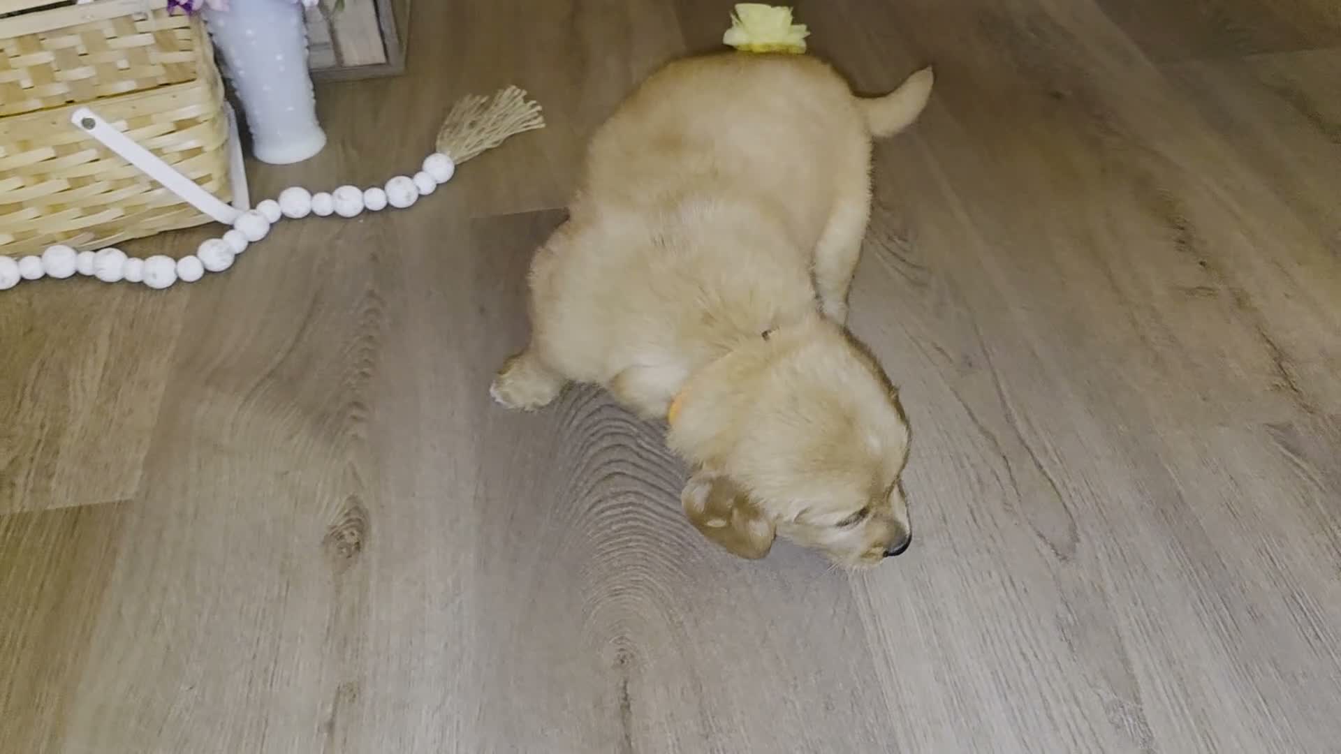 Golden Retriever dogs for sale:  Cooper  - Video 1