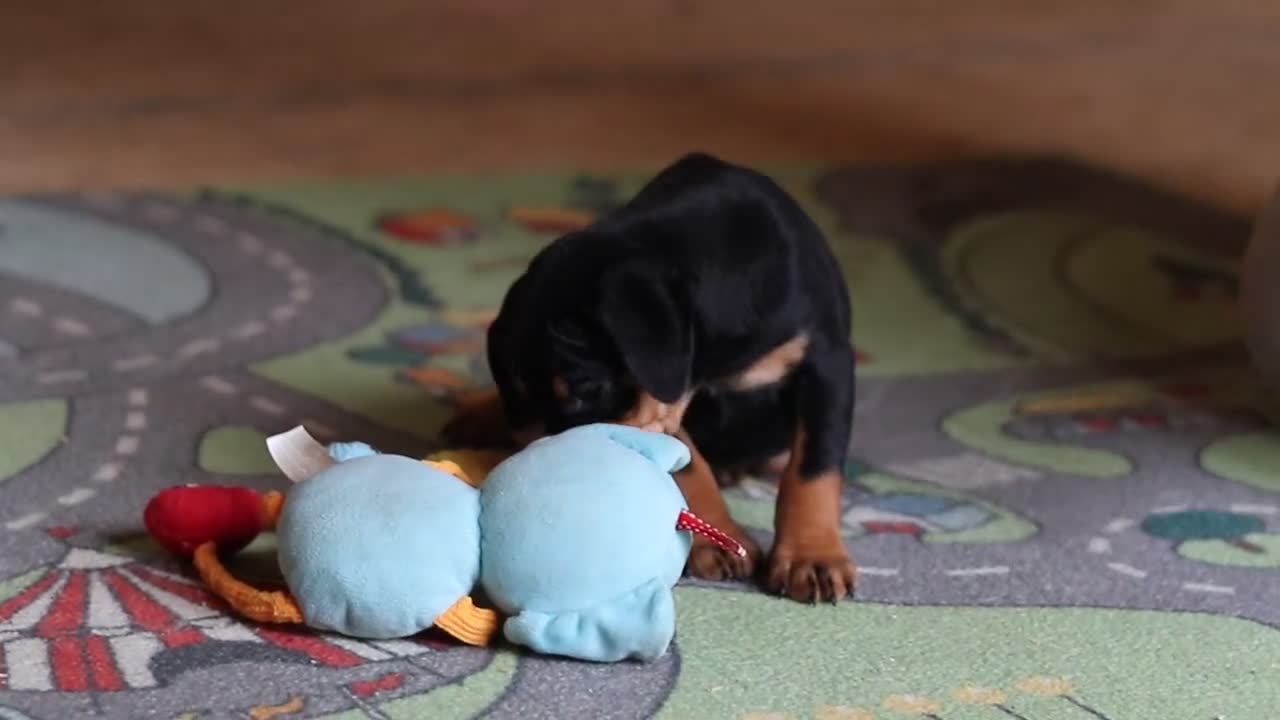 Miniature Pinscher dogs for sale: Sammy - Video 1