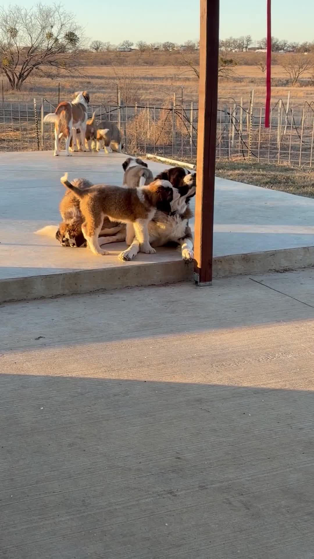 Saint Bernard dogs for sale: Akc Blue - Video 1