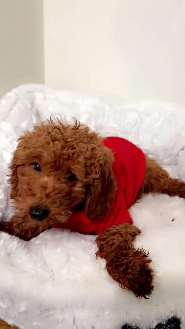 Cavapoo dogs for sale: Poppy  - Video 1