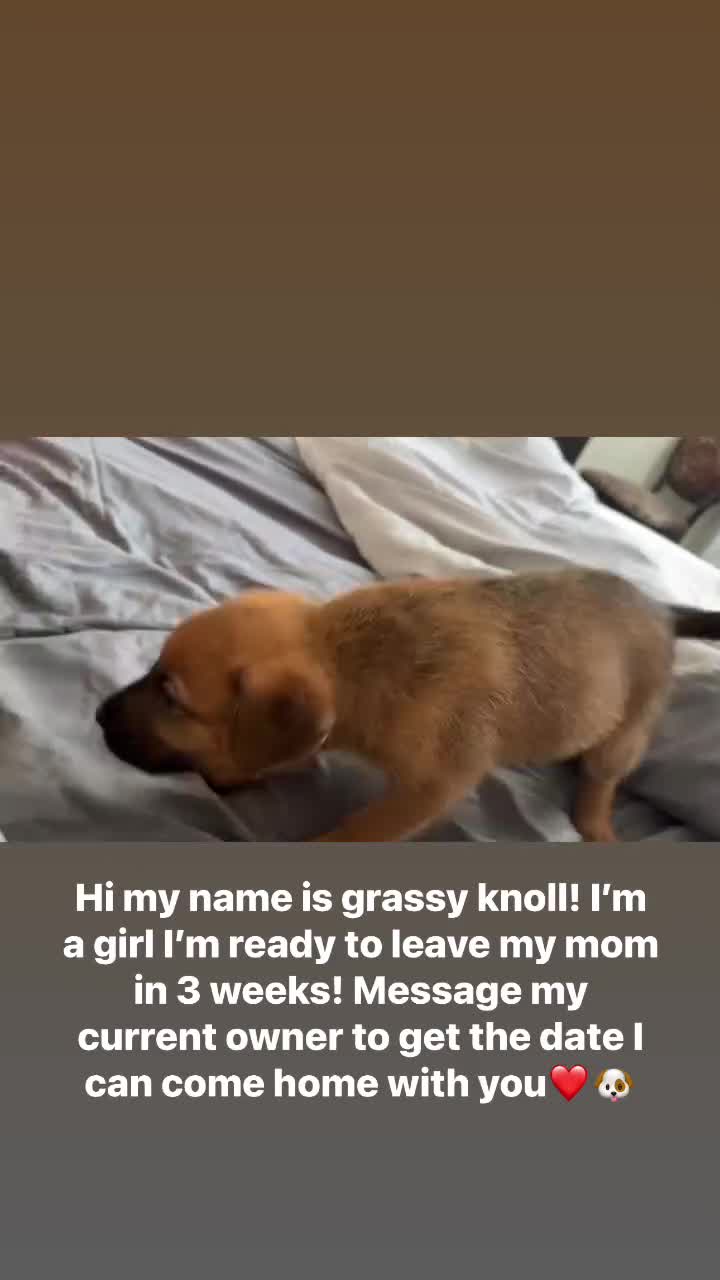 Mixed Breed dogs for sale: Mixed Breed Puppy 2 - Video 2
