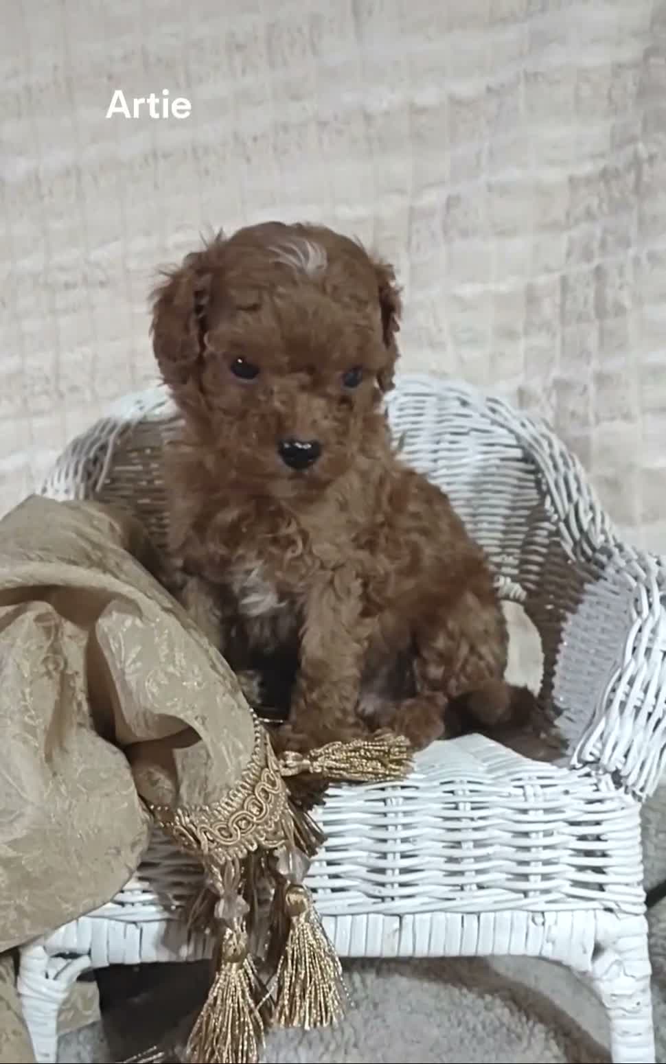 Cavapoo dogs for sale: Cavapoo F1b 1 Artie - Video 1