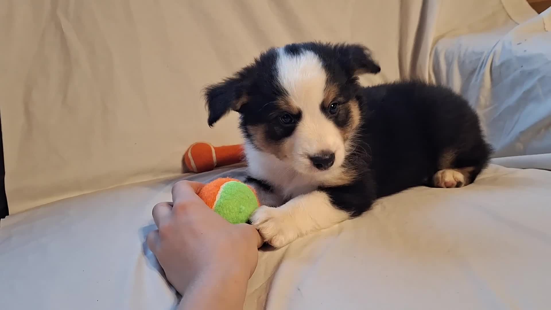 Miniature Australian Shepherd dogs for sale: Grizz - Video 2