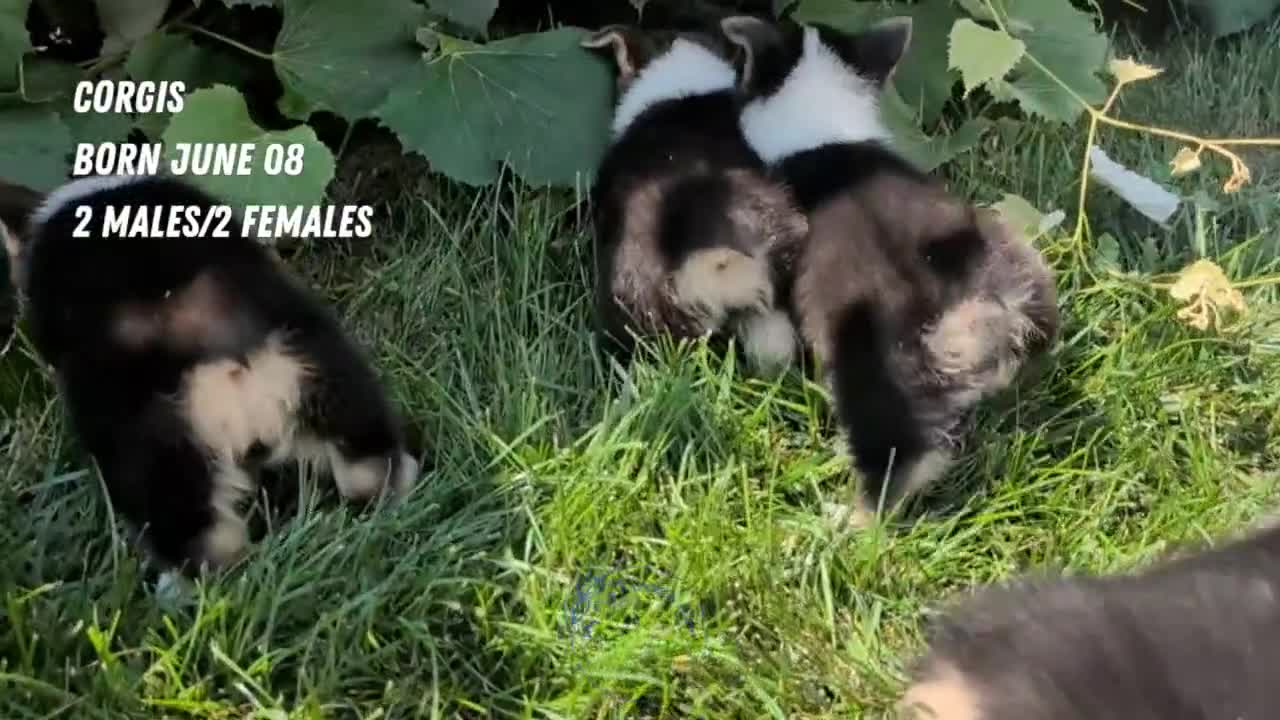 Welsh Corgi Pembroke dogs for sale: Logan - Video 2