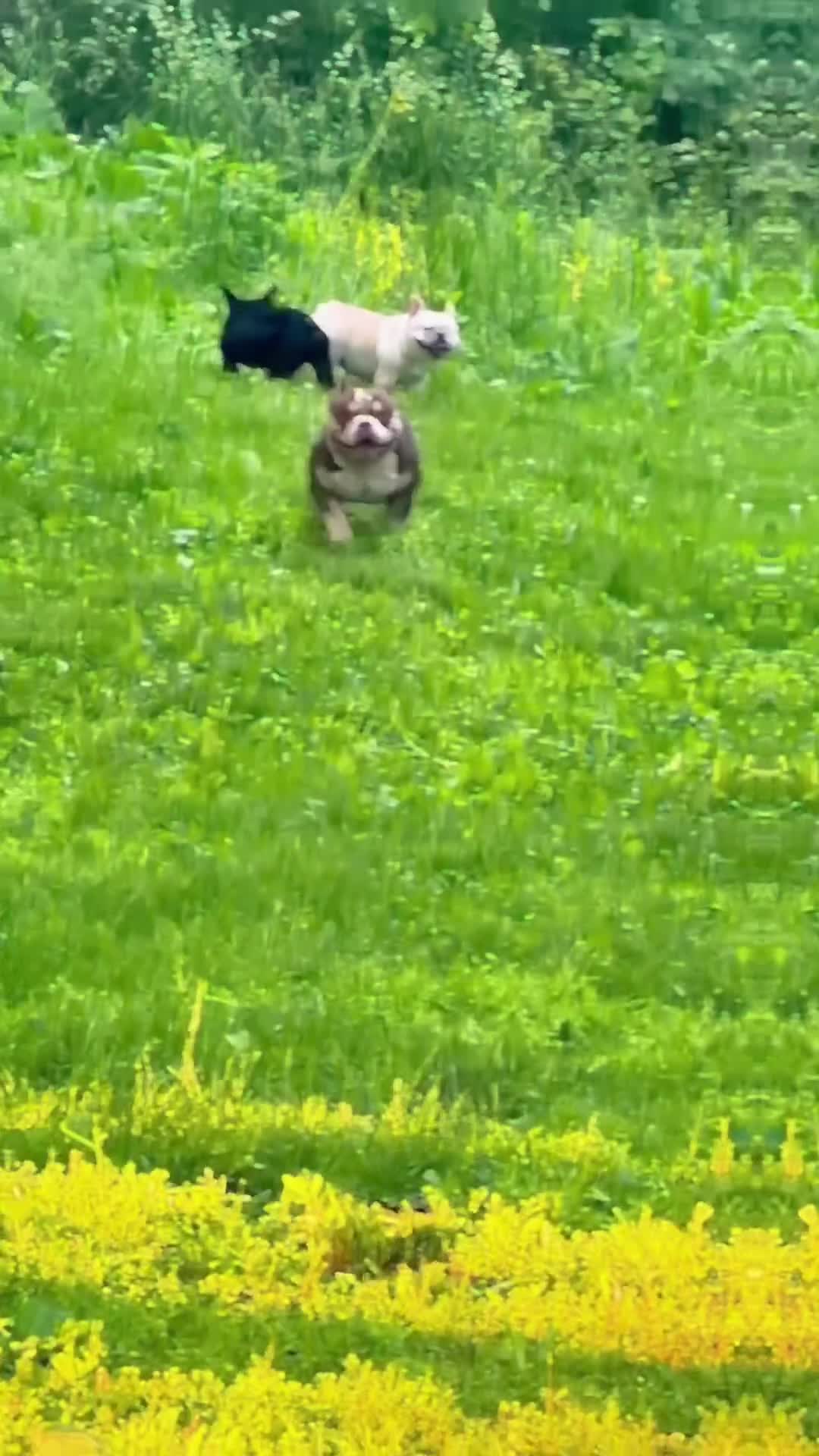 American Bully dogs for sale: lil UCE - Video 3