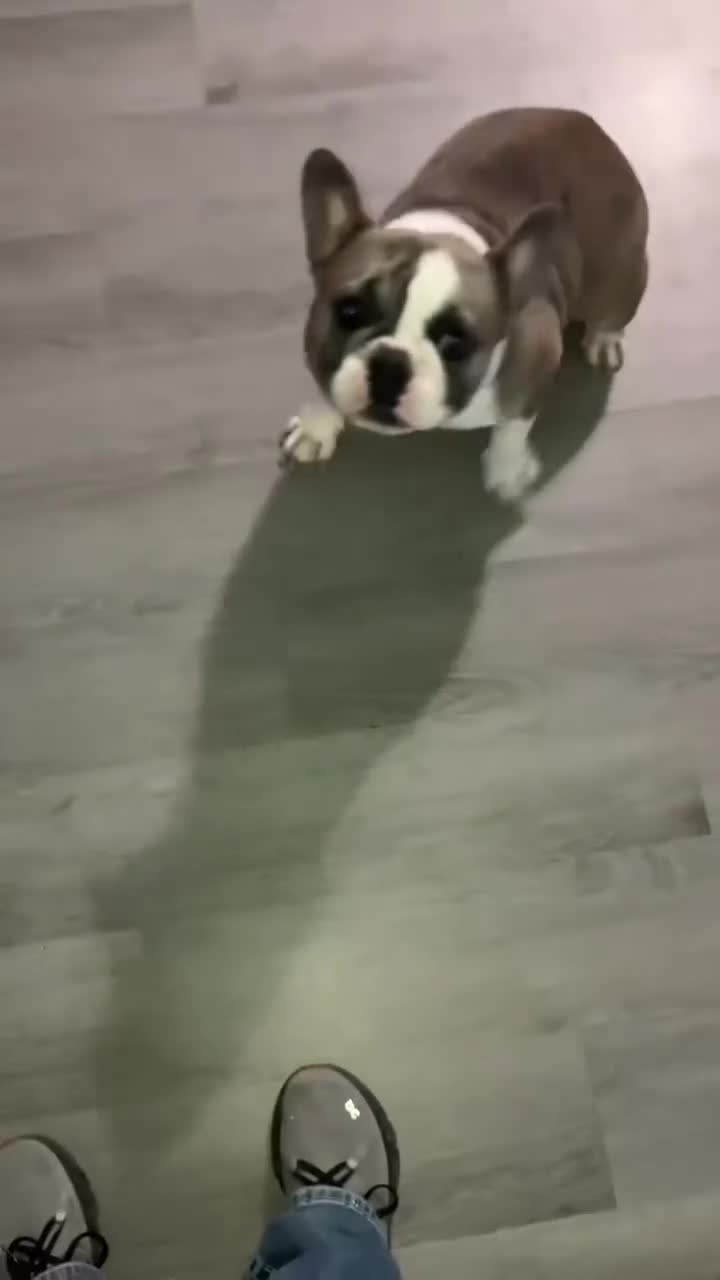 French Bulldog dogs for sale: Luna - Video 1