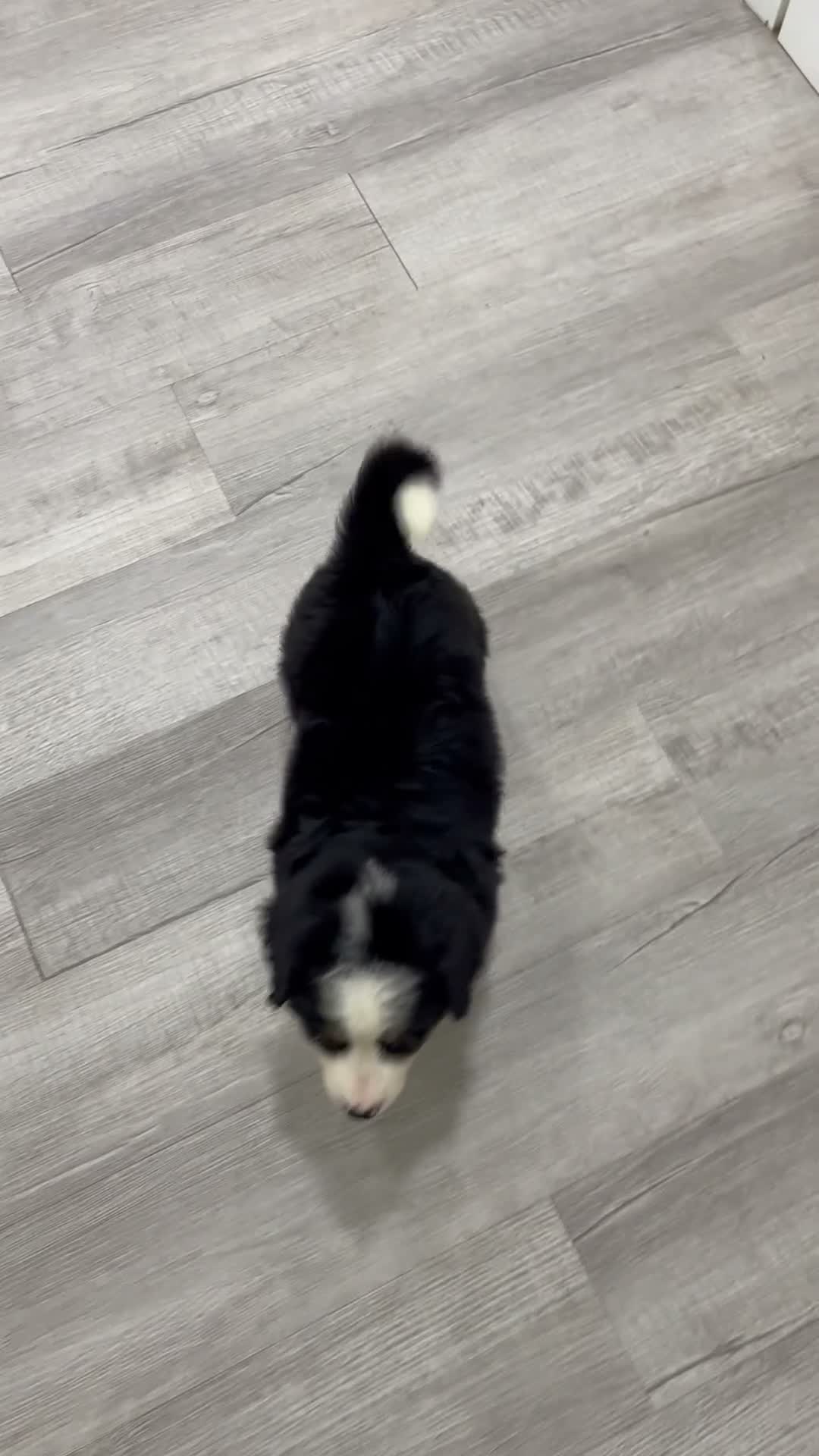 Bernese Mountain Dog dogs for sale: Ranger - Video 1