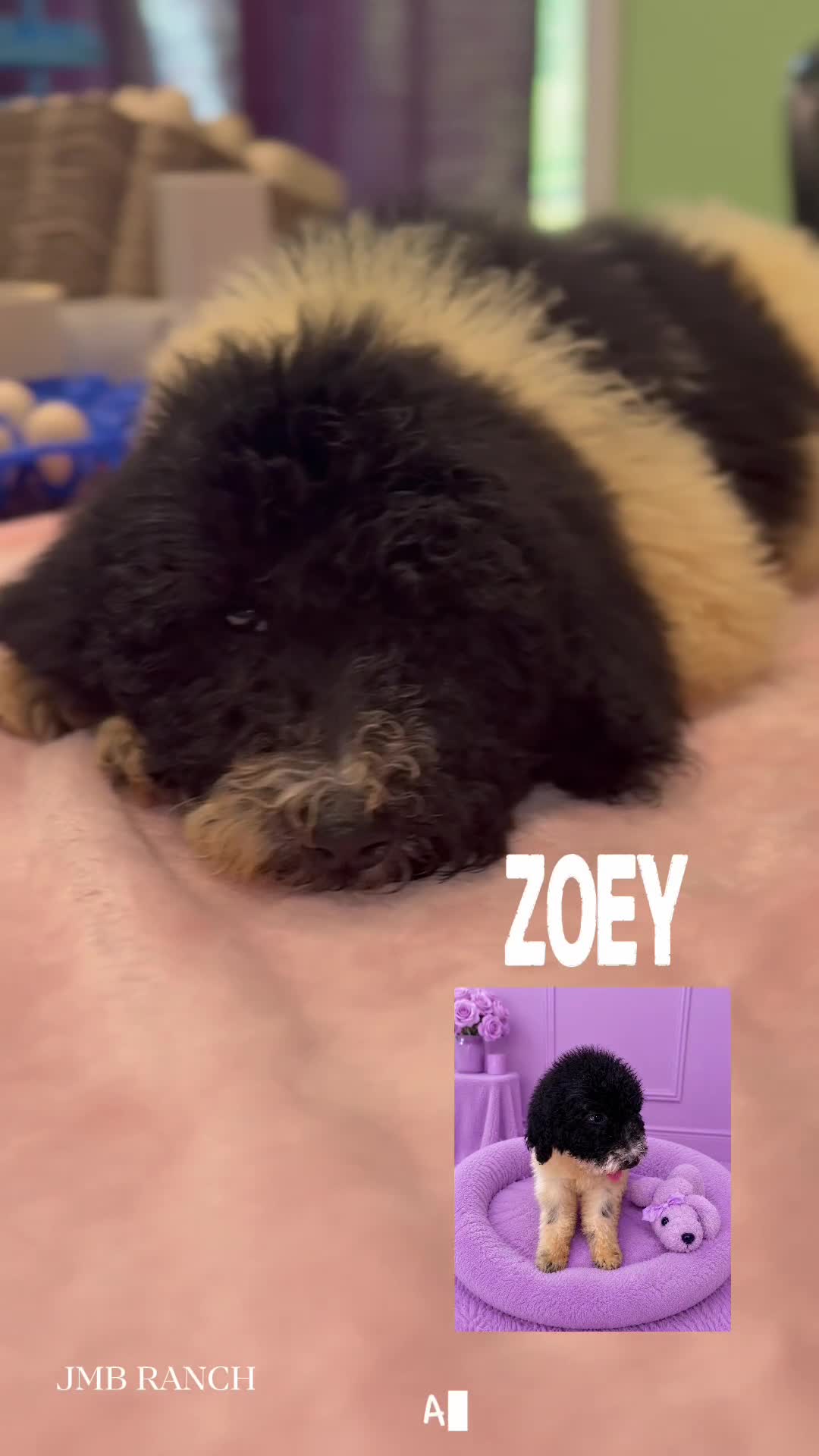Standard Poodle dogs for sale: Zoey - Video 1