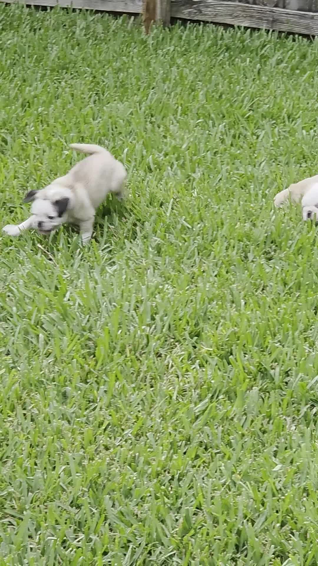 Pug dogs for sale: James - Video 1