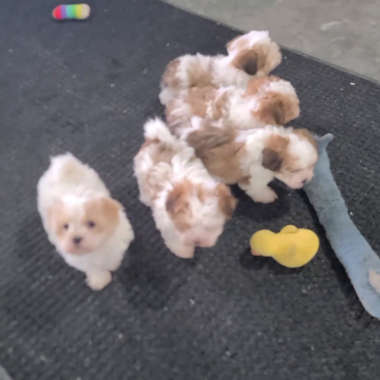 Havanese dogs for sale: Loran - Video 1