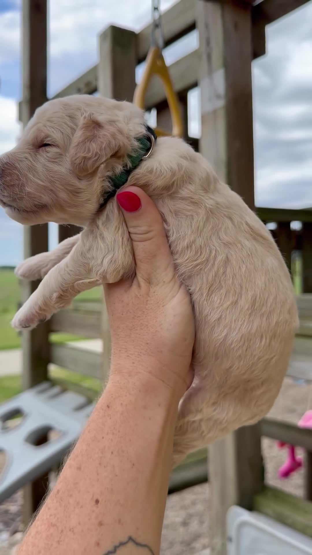 Goldendoodle dogs for sale: Mickey - F1b - Video 1