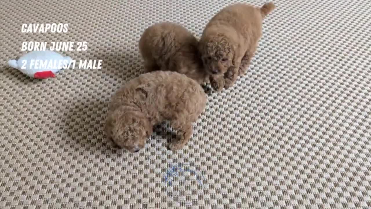 Cavapoo dogs for sale: Ezi - Video 2