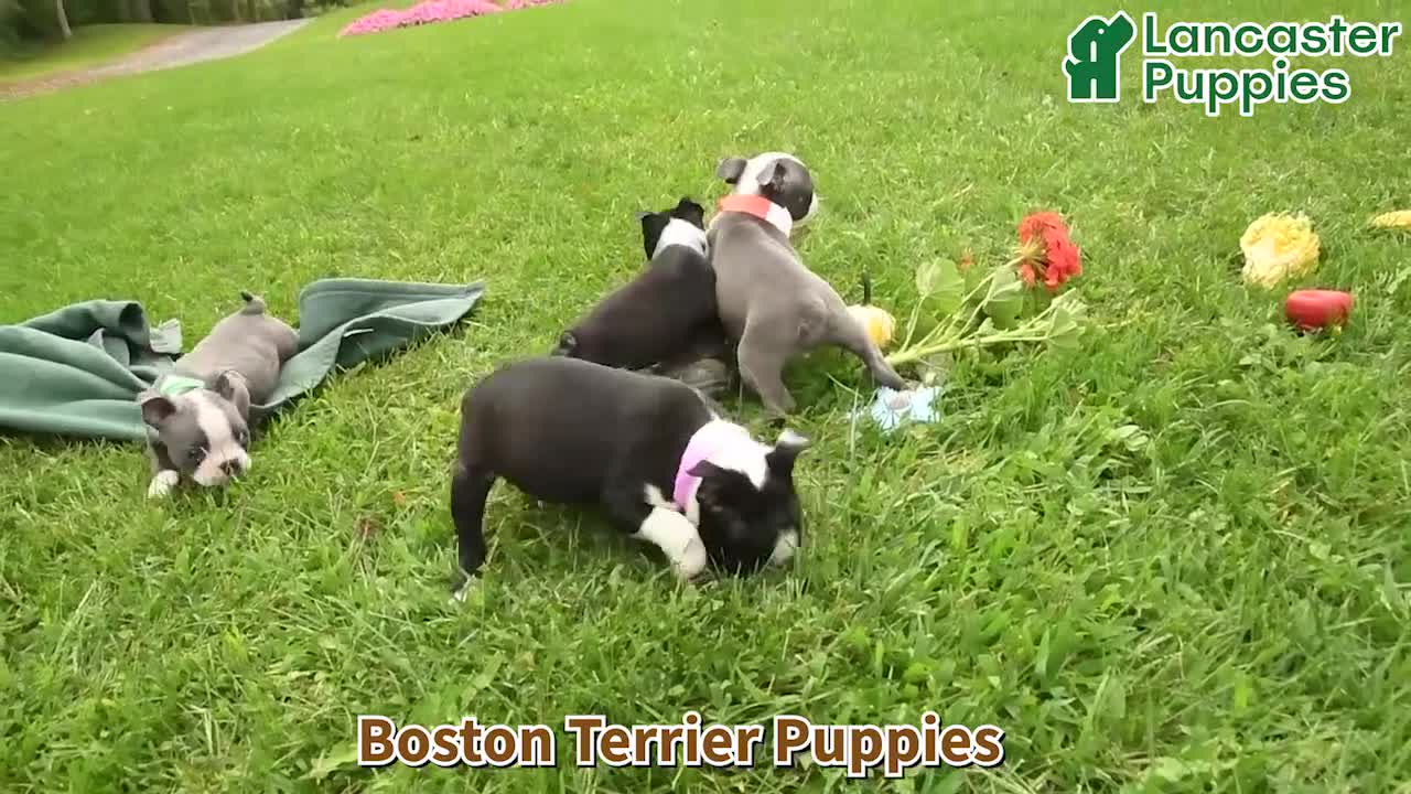 Boston Terrier dogs for sale: Jana - Video 1