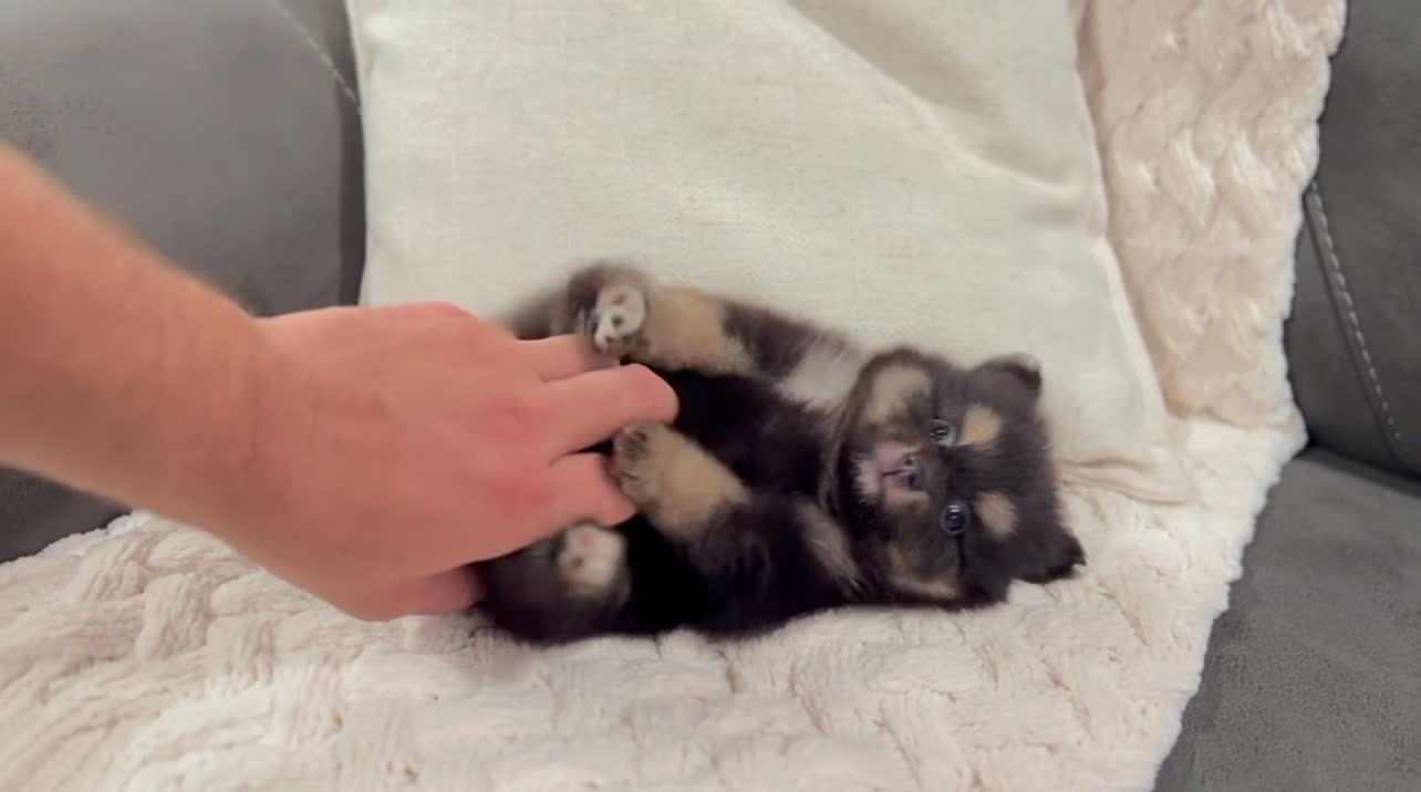 Pomeranian dogs for sale: Minnie - Video 1