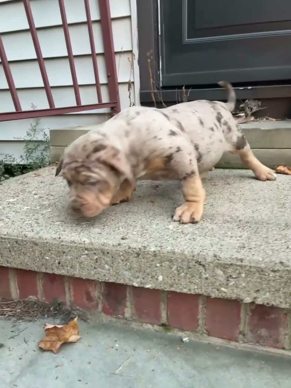 American Bully dogs for sale: American Bully 4 - Video 1