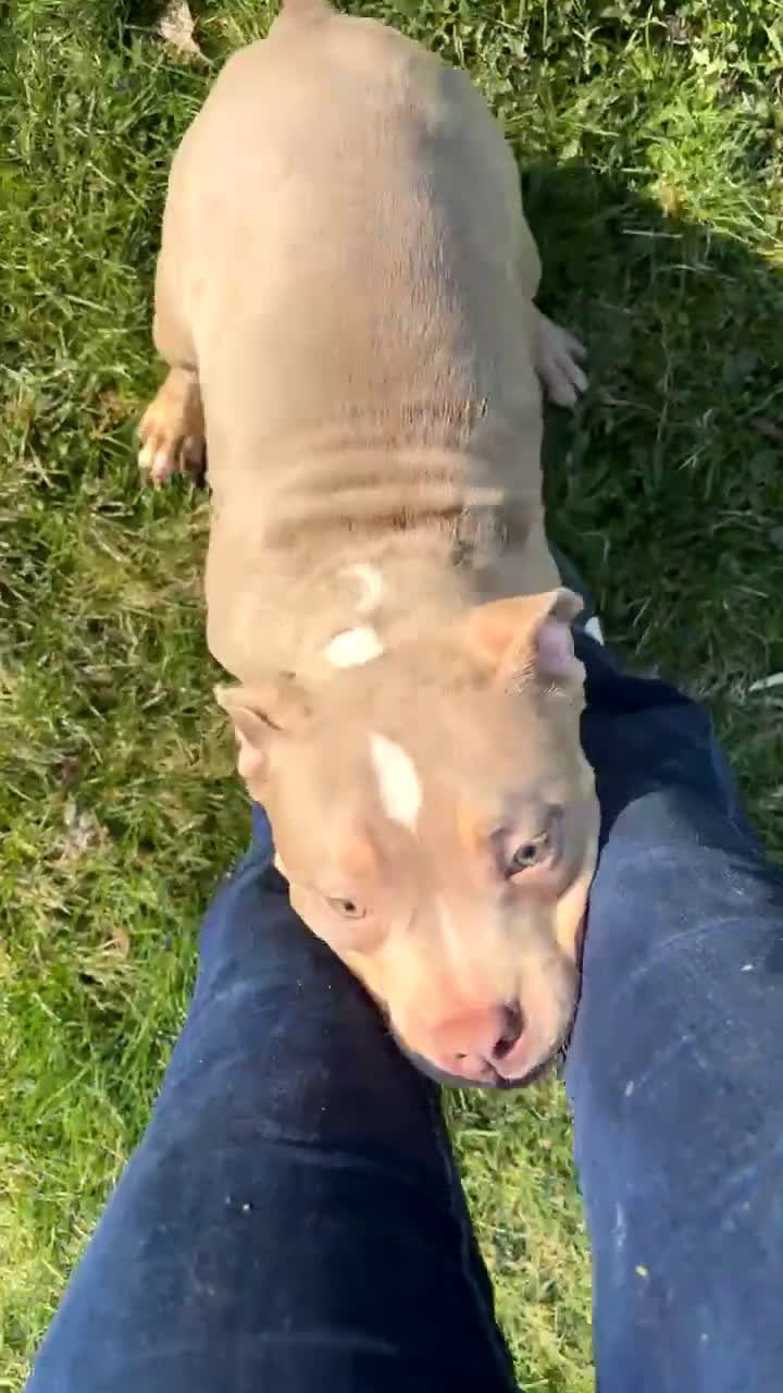 American Bulldog dogs for sale: American Bulldog Puppy 3 - Video 1