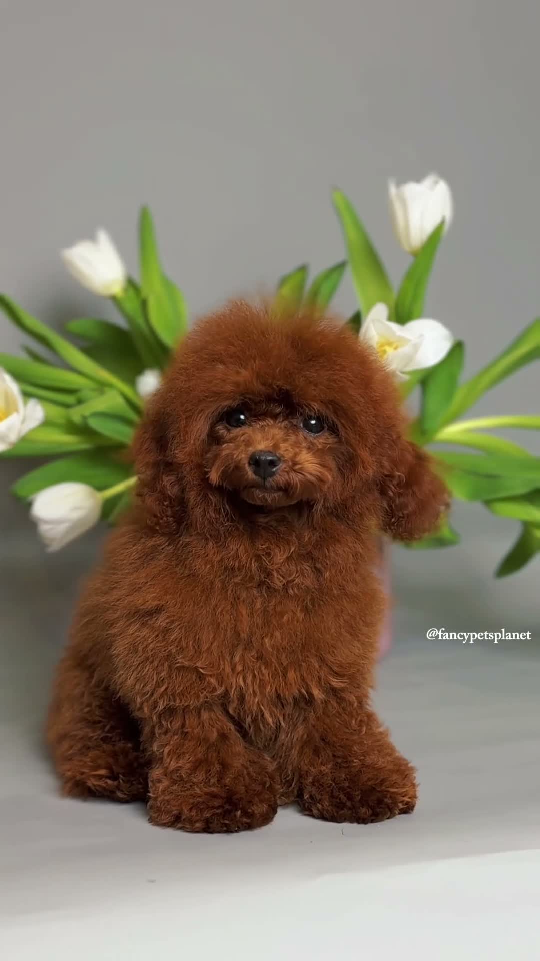 Toy Poodle dogs for sale: Darling  - Video 1
