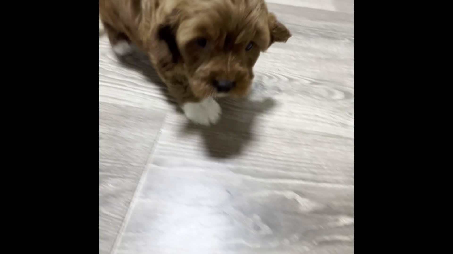 Cavapoo dogs for sale: Cupid - Video 1